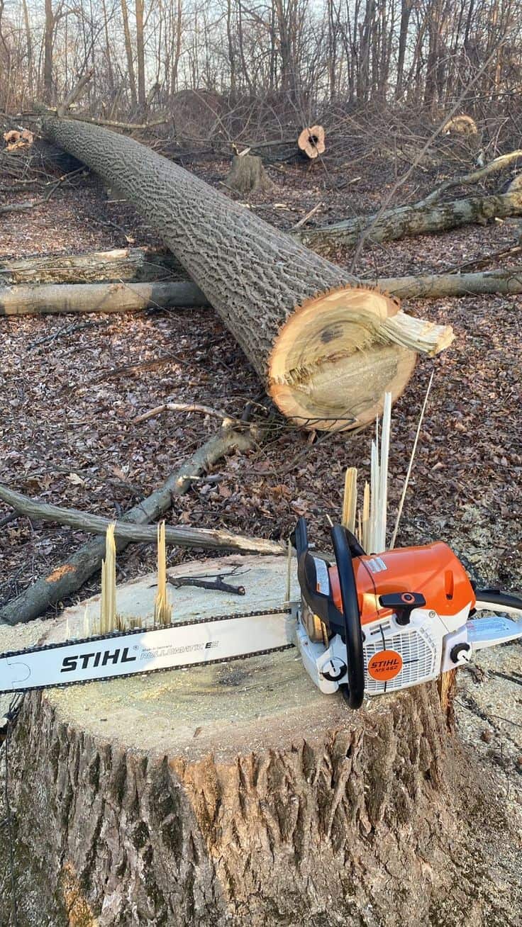 Grind and Gone crew working on a stump removal in Charlotte
