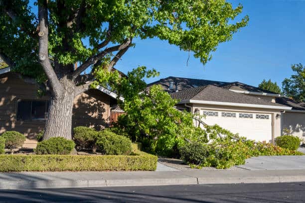 Downed limb removal