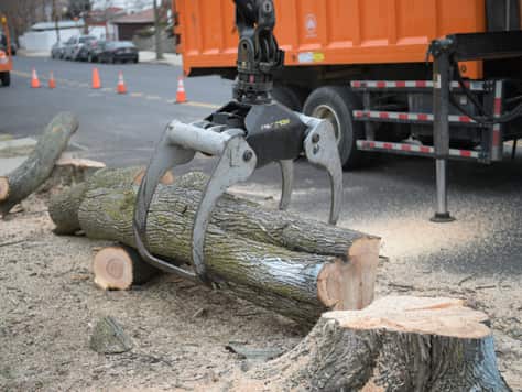 Small tree removal