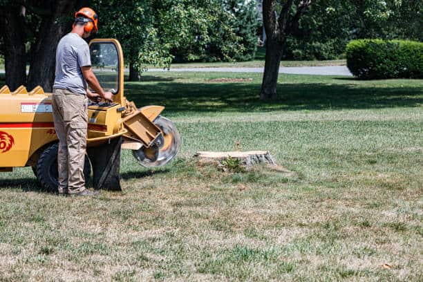 Stump grinding